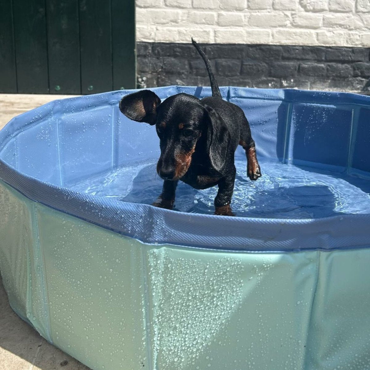 Swim Essentials Zwembad voor honden 80 cm Mintgroen/blauw